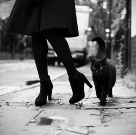 bampw-black-and-white-cat-cats-heels-high-heels-Favim.com-86367
